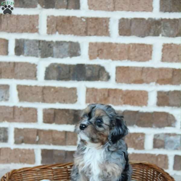 Crystal, Cavapoo Puppy